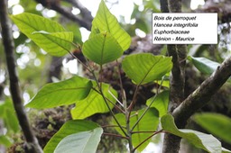 68- Hancea integrifolia
