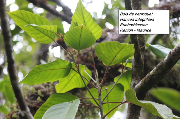 68- Hancea integrifolia