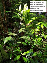 7- Tambourissa elliptica