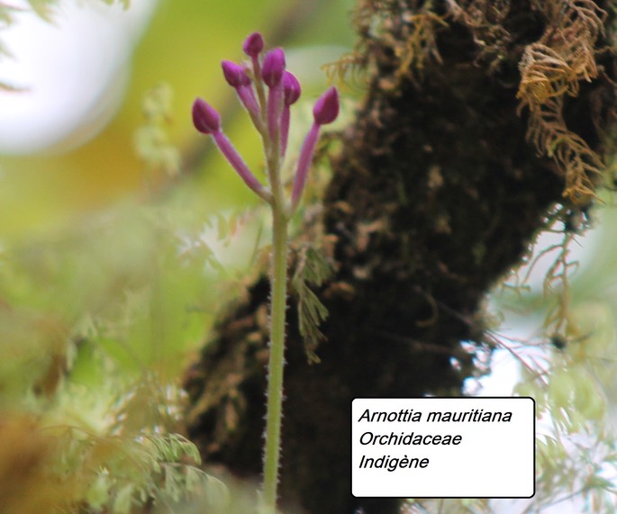 70- Arnottia mauritiana