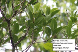 71- Chionanthus broomeana