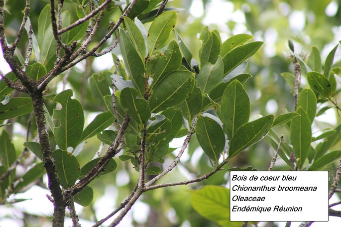 71- Chionanthus broomeana