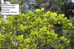 73- Dombeya ficulnea