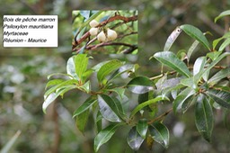 74- Psiloxylon mauritiana