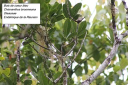 75- Chionanthus broomeana