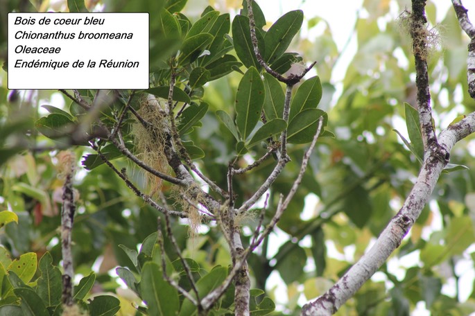 75- Chionanthus broomeana