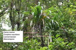 76- Cordyline mauritiana