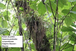77- Huperzia gnidioides
