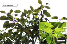 79- Ficus densifolia