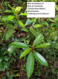 8- Tambourissa elliptica