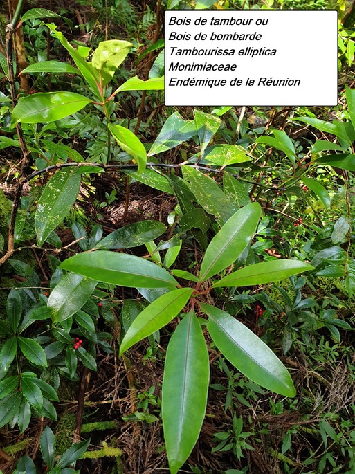 8- Tambourissa elliptica