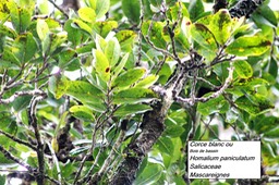 81- Homalium paniculatum