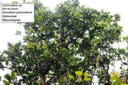 82- Homalium paniculatum