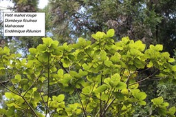 84- Dombeya ficulnea