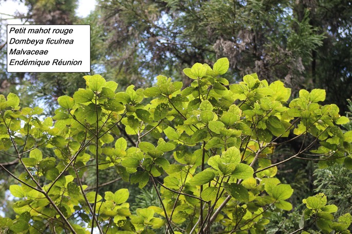 84- Dombeya ficulnea