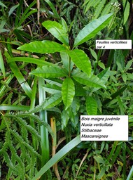9- Nuxia verticillata