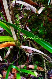 Benthamia spiralis.orchidaceae.indigène Réunion.P1035244