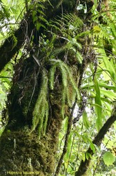 Huperzia squarrosa. indigène Réunion .P1035348