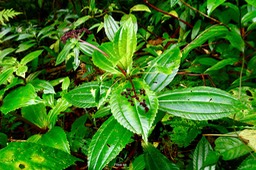 Pilea sp . urticaceae.P1035337