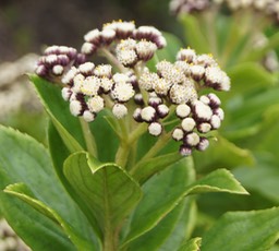 Psiadia boivinii-2