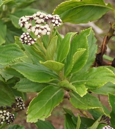 Psiadia boivinii-3