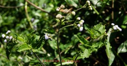 Ageratum conyzoides- Astéracée- exo