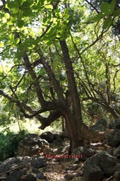 Badamier - Terminalia catappa - Combrétacée - exo
