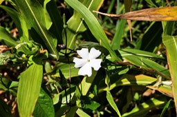 Bec Zoiseau ou Liane toupie- Thunbergia laevis-Acanthacée - exo