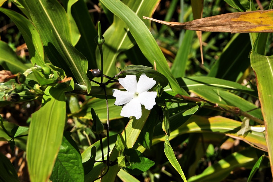 Bec Zoiseau ou Liane toupie- Thunbergia laevis-Acanthacée - exo