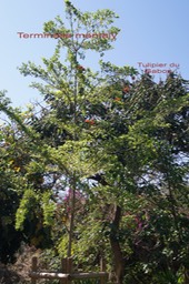 Benjoin blanc-Terminalia mantaly et Tulipier du Gabon- Spathodea campanulata