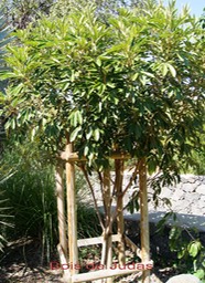 Bois de Judas- Cossinia pinnata - Sapindacée - I