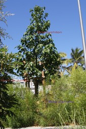 Brachychiton- Bois d'arnette et Bois de Judas