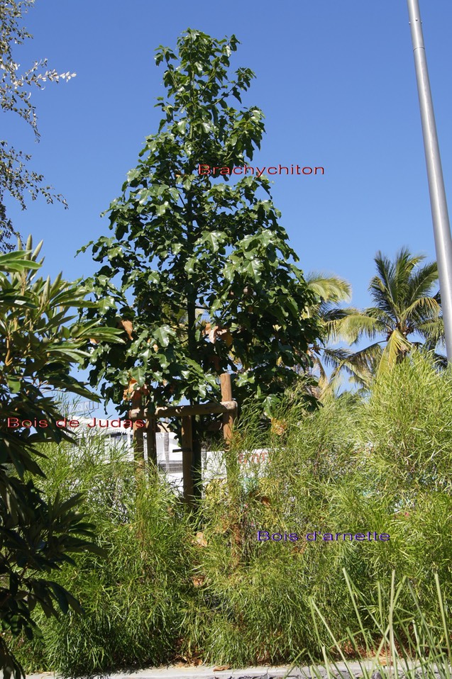 Brachychiton- Bois d'arnette et Bois de Judas