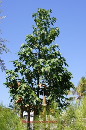 Brachychiton acerifolius- Malvacée - exo
