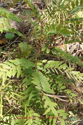Cassia du Siam