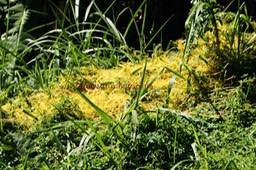 Cassytha filiformis