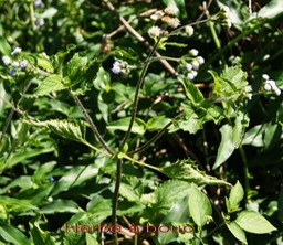 Herbe à bouc- Ageratum conyzoides- Astéracée - exo