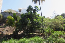 Arbre à pain