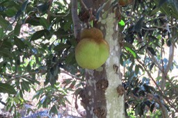 Fruit du Ja(c)quier