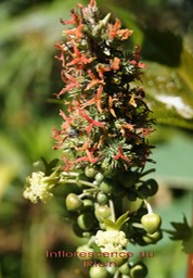 Inflorescence du Ricin