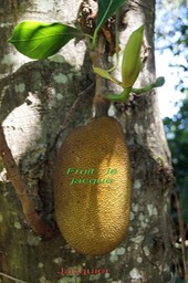 Jacquier- Artocarpus heterophyllus- Moracée - exo