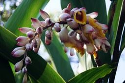 Larmes de la Vierge - Alpinia speciosa - Zingibéracée- exo