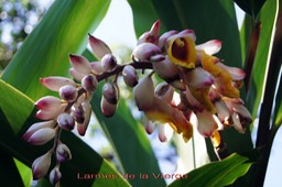 Larmes de la Vierge- Alpinia speciosa