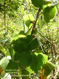 P1390699