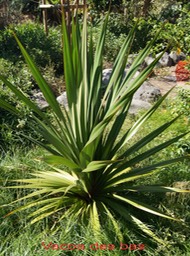 Pandanus utilis- Pandanacée-I
