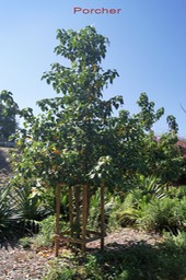 Porcher- thespesia populnea - Malvacée - i