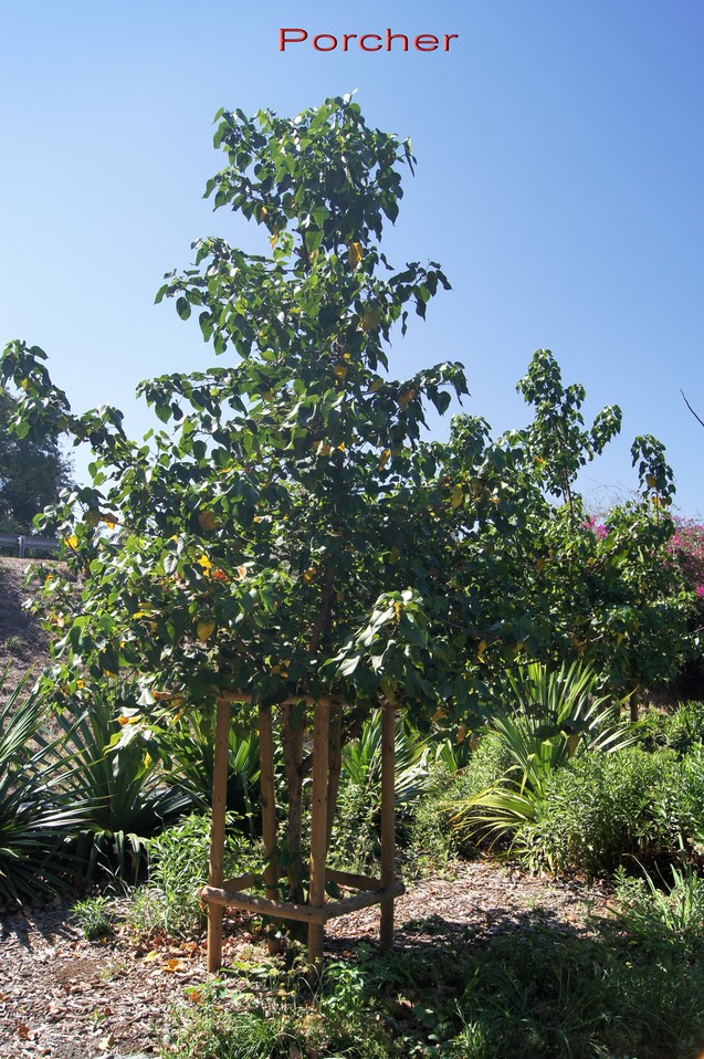 Porcher- thespesia populnea - Malvacée - i