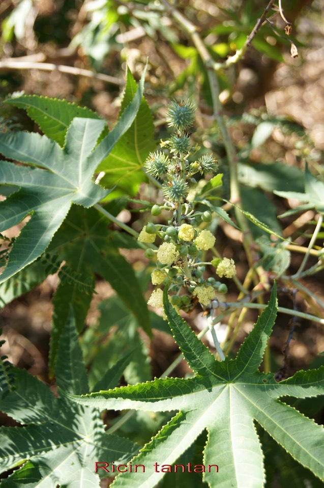 Ricin - Ricinus communis - Euphorbiacée - exo