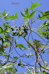 Ricinus communis