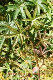 Rose de bois